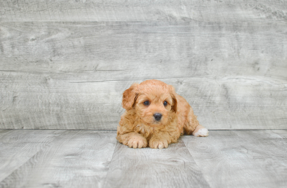 Cavapoo Puppy for Adoption