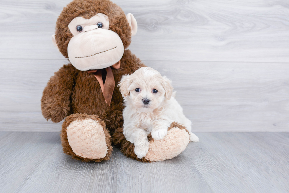 Best Maltipoo Baby