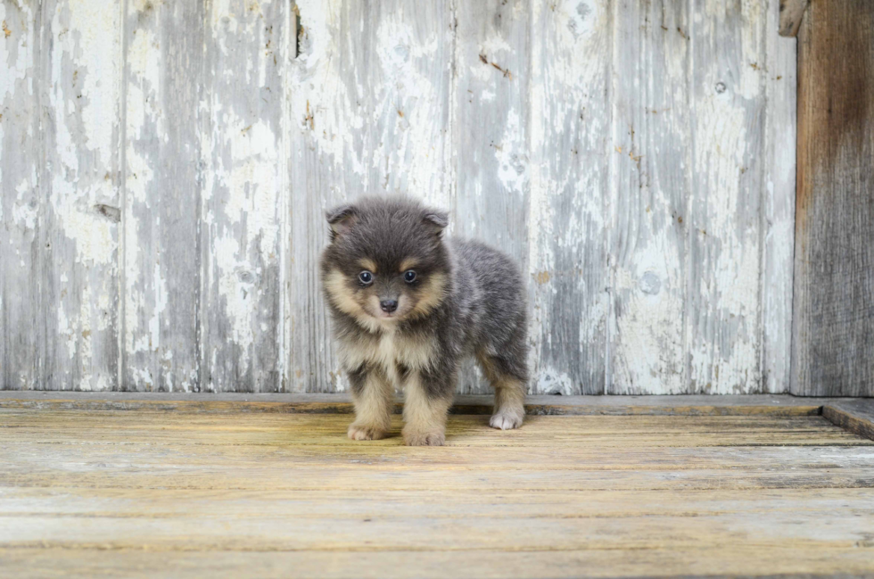 Pomeranian Pup Being Cute