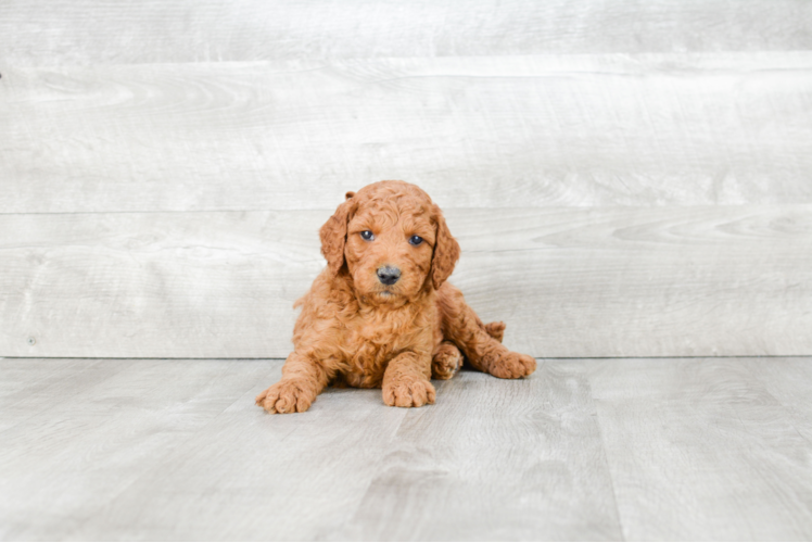 Little Golden Retriever Poodle Mix Puppy