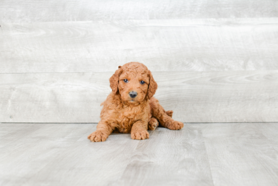 Little Golden Retriever Poodle Mix Puppy