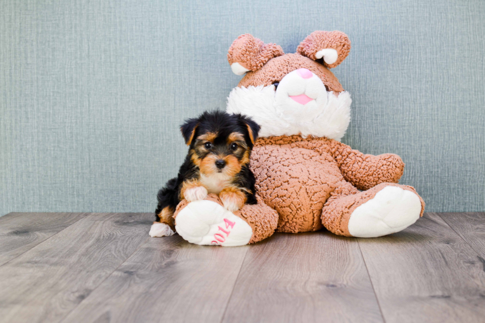 Meet Diddy - our Yorkshire Terrier Puppy Photo 