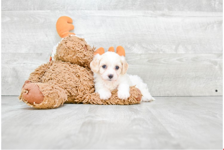 Best Cavachon Baby