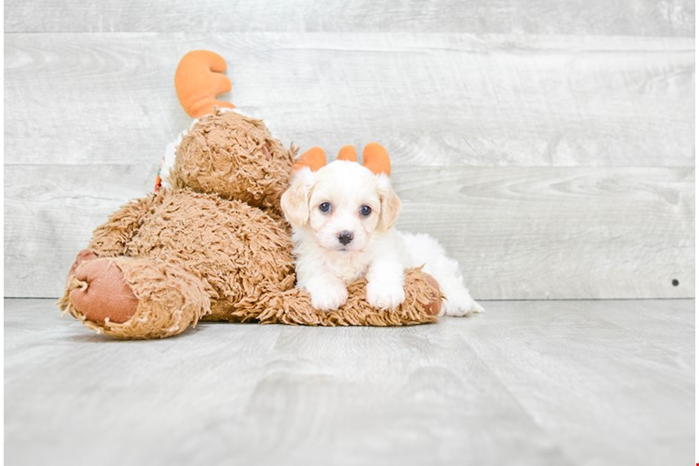 Best Cavachon Baby