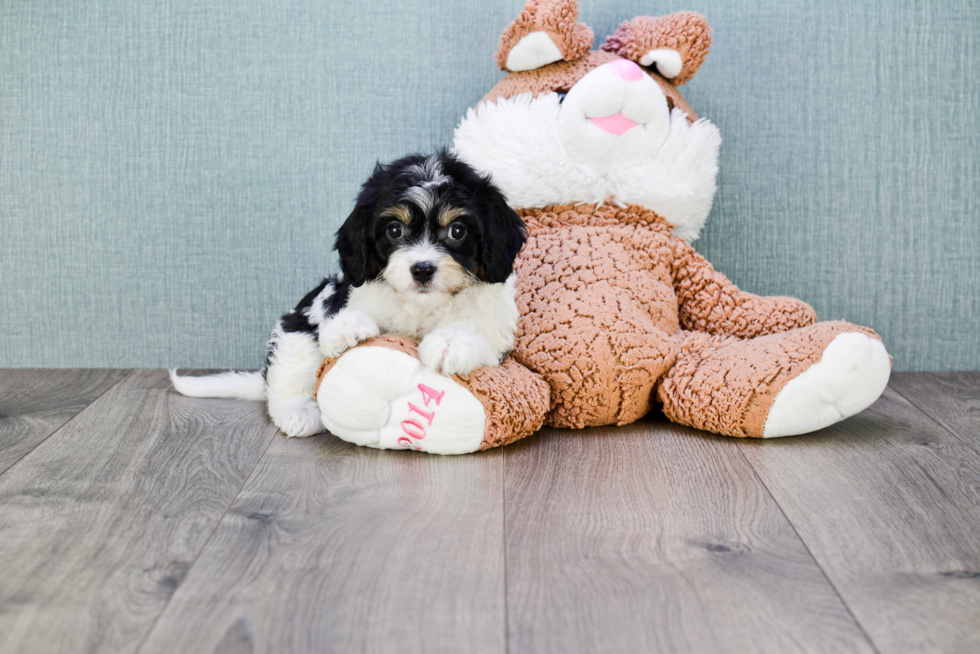 Smart Cavachon Designer Pup