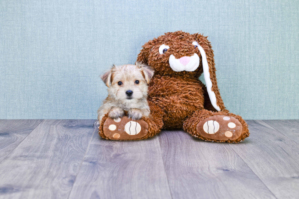 Morkie Pup Being Cute
