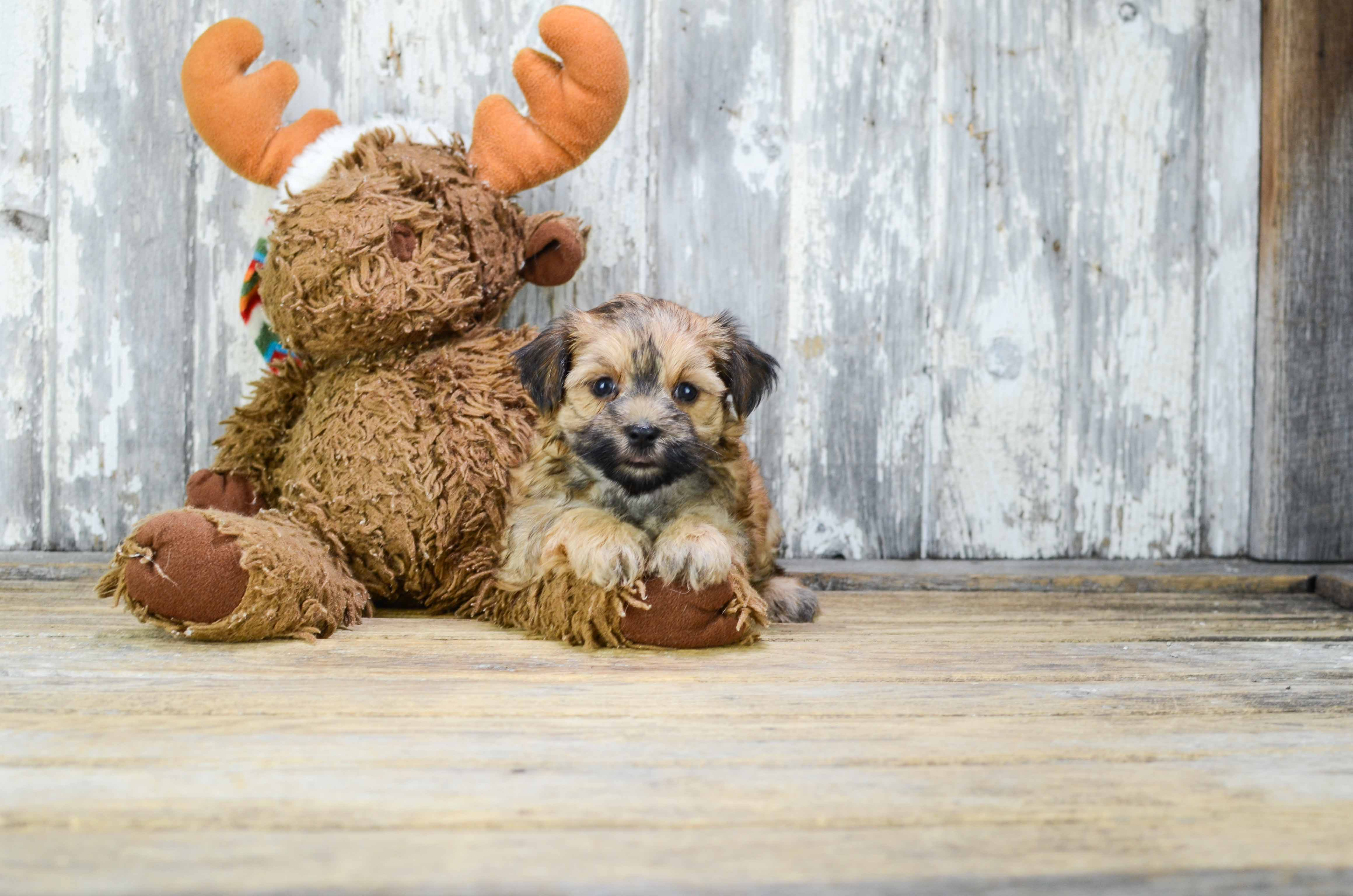 Playful Yorkie Designer Puppy