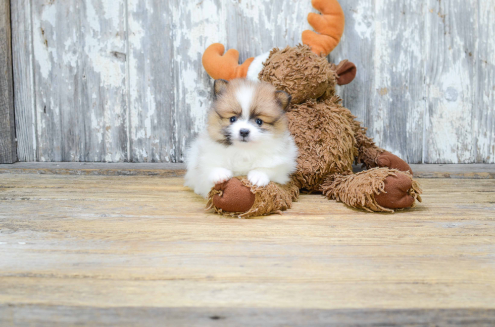 Friendly Pomeranian Baby