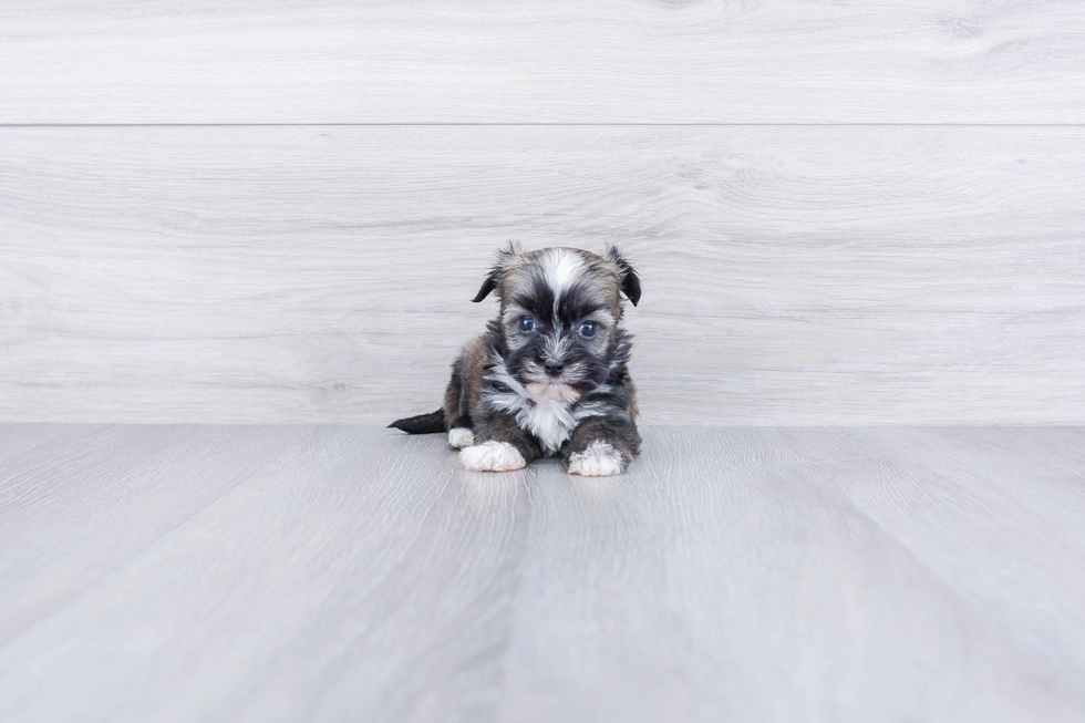 Playful Havanese Purebred Pup