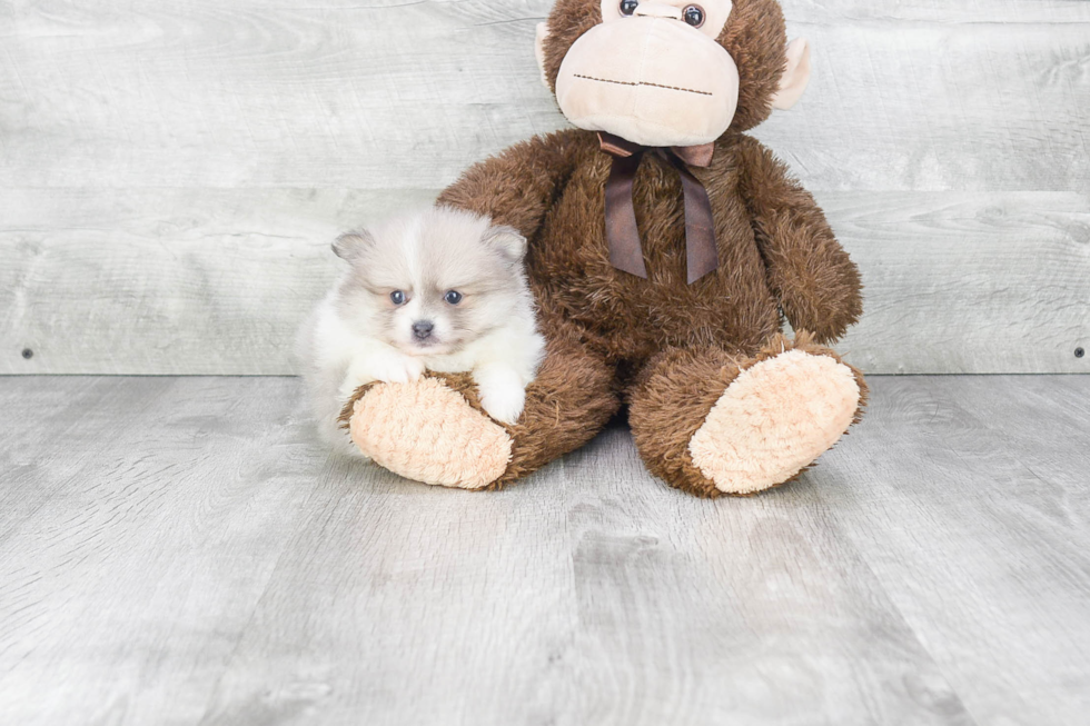 Cute Pomeranian Purebred Puppy