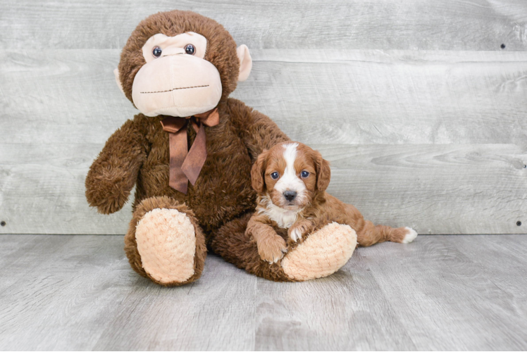 Fluffy Cavapoo Poodle Mix Pup