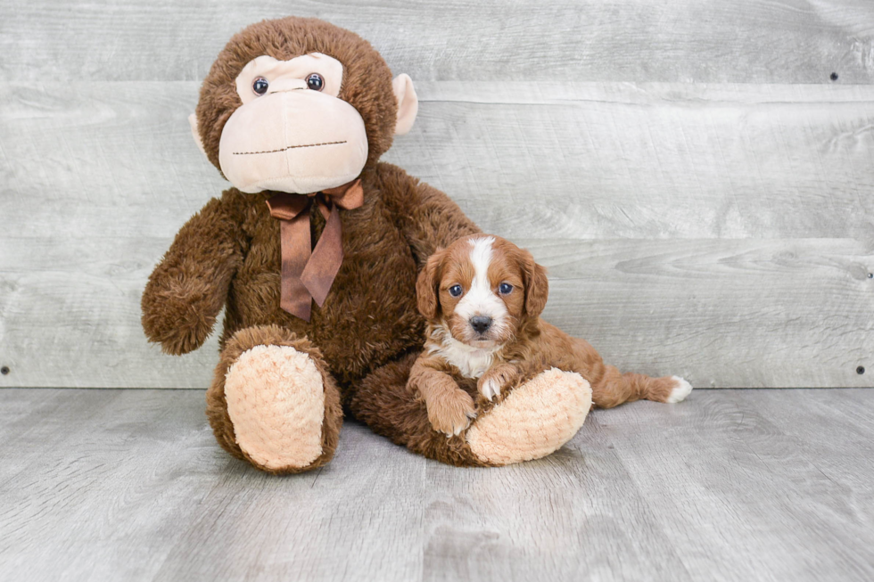 Fluffy Cavapoo Poodle Mix Pup