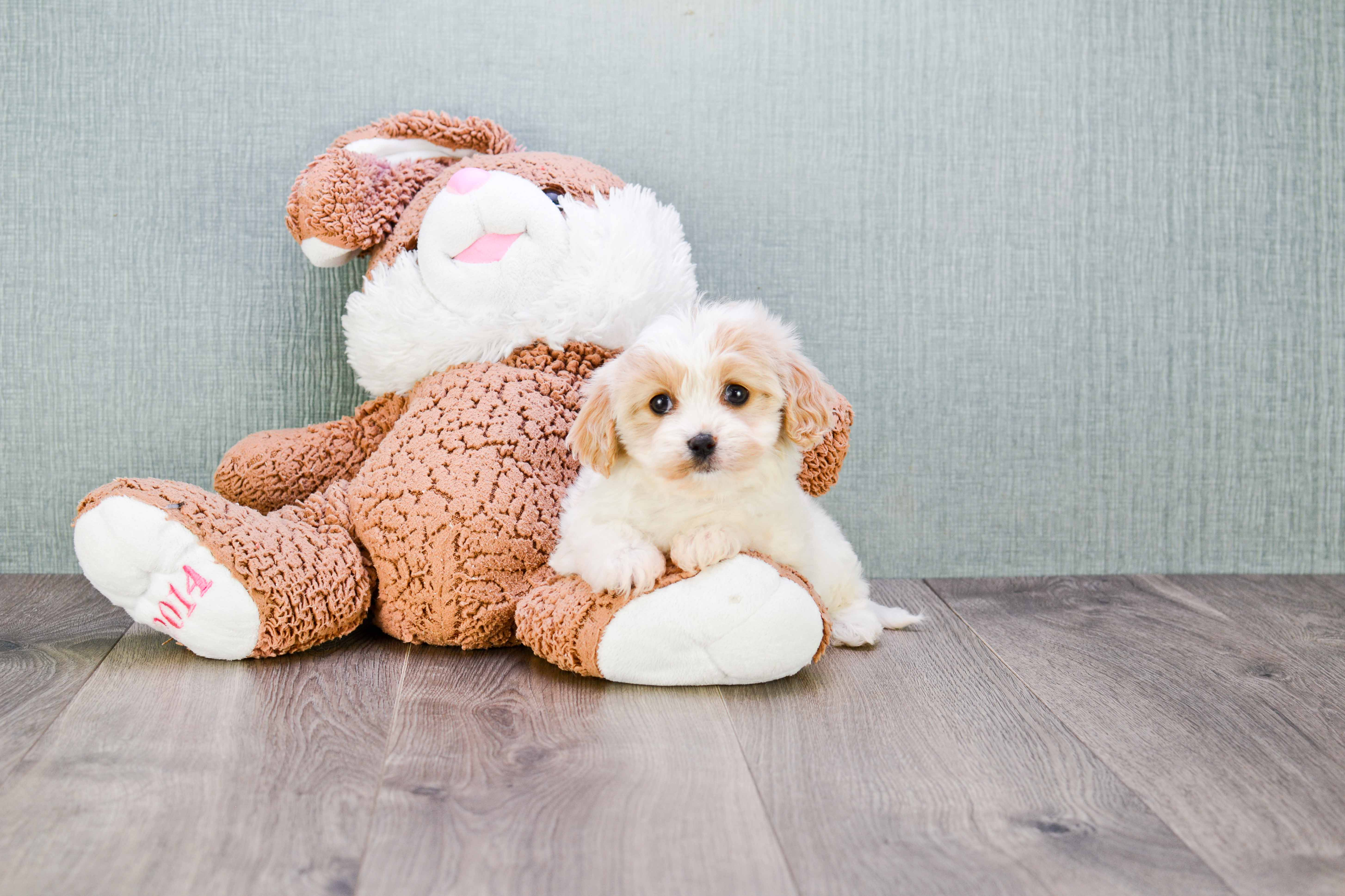 Best Cavachon Baby