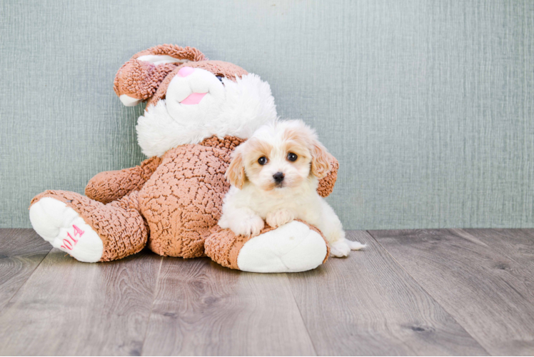 Best Cavachon Baby