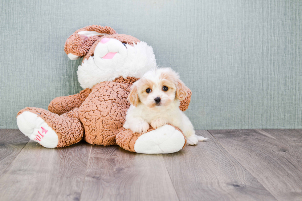 Best Cavachon Baby