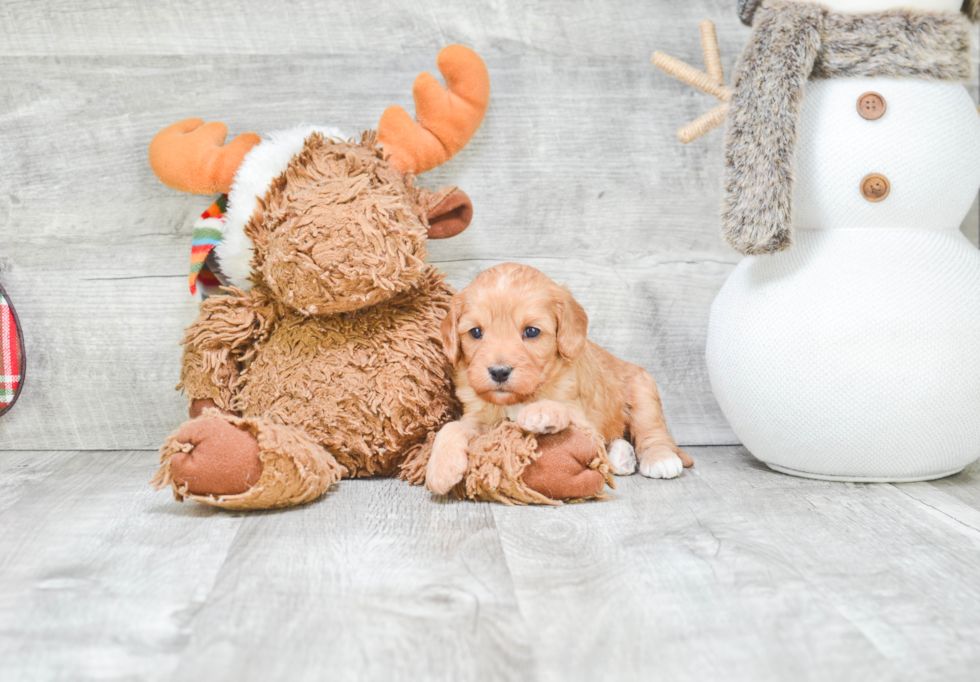 Smart Cavapoo Poodle Mix Pup