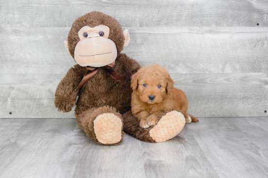 Playful Golden Retriever Poodle Mix Puppy