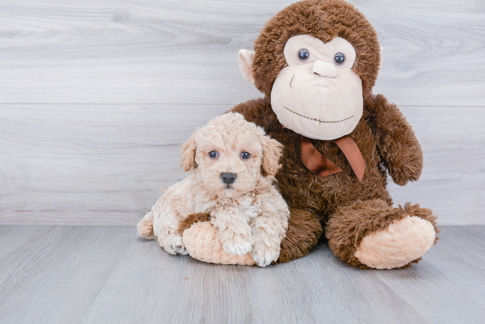 Maltipoo Pup Being Cute