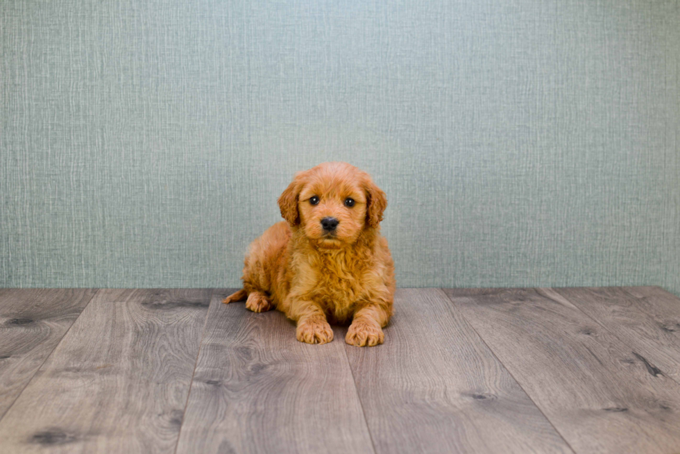 Little Golden Retriever Poodle Mix Puppy