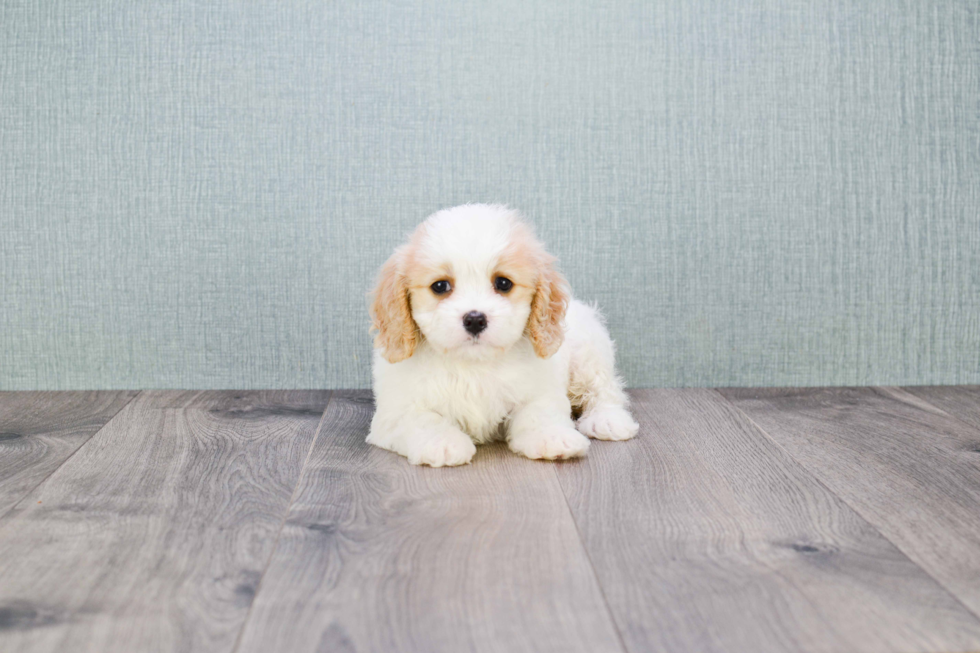 Cavachon Pup Being Cute