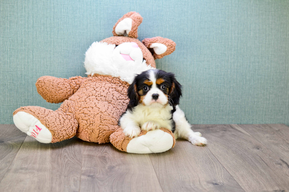 Cavalier King Charles Spaniel Puppy for Adoption