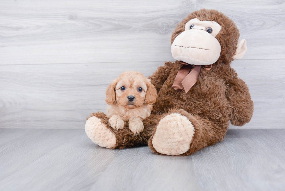 Best Cavapoo Baby