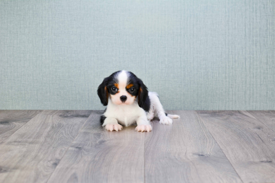 Fluffy Cavalier King Charles Spaniel Purebred Puppy