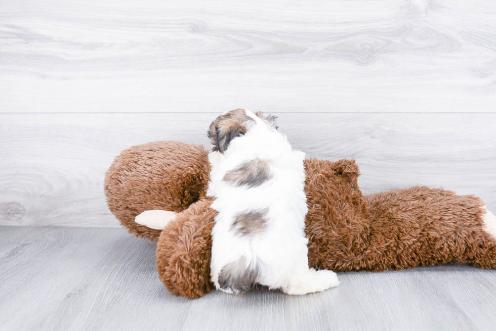 Teddy Bear Pup Being Cute