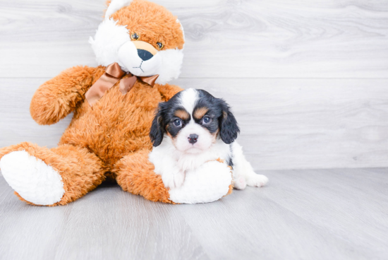 Best Cavalier King Charles Spaniel Baby