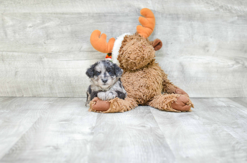 Mini Aussiedoodle Puppy for Adoption