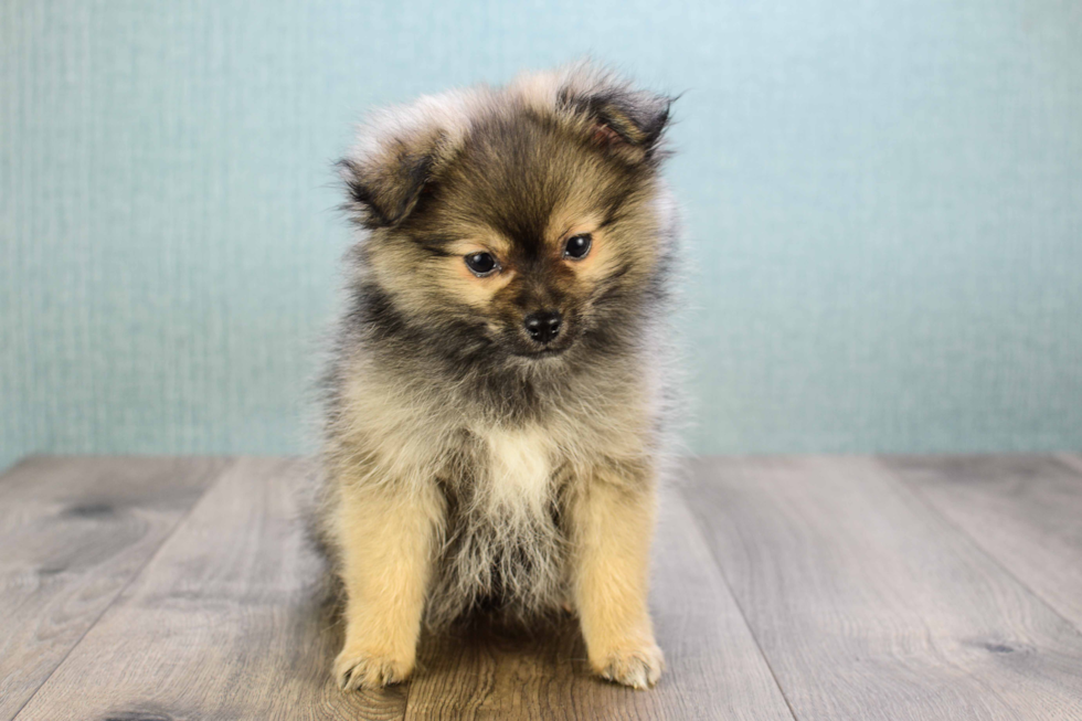 Pomeranian Puppy for Adoption