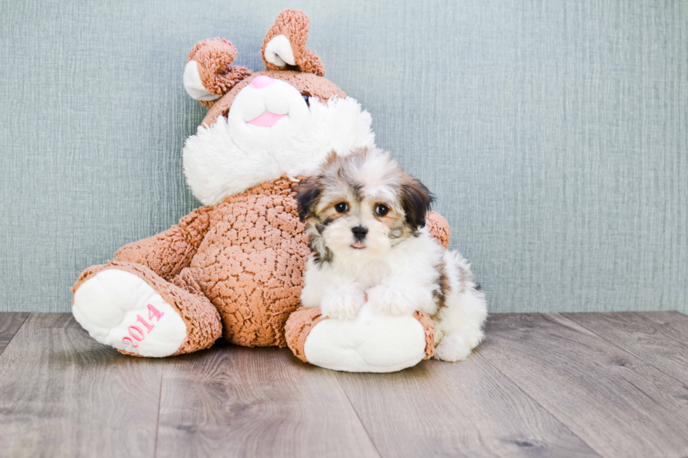 Best Havanese Baby