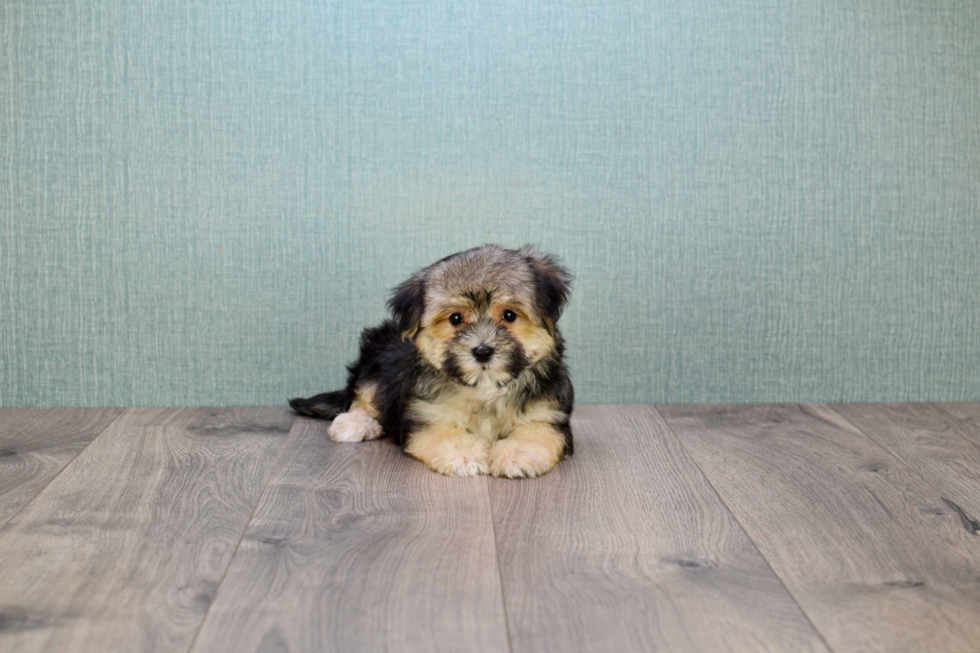 Popular Morkie Designer Pup