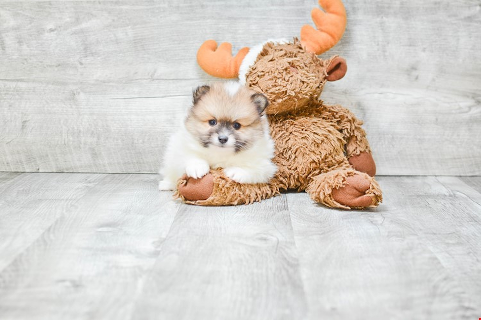 Pomeranian Puppy for Adoption