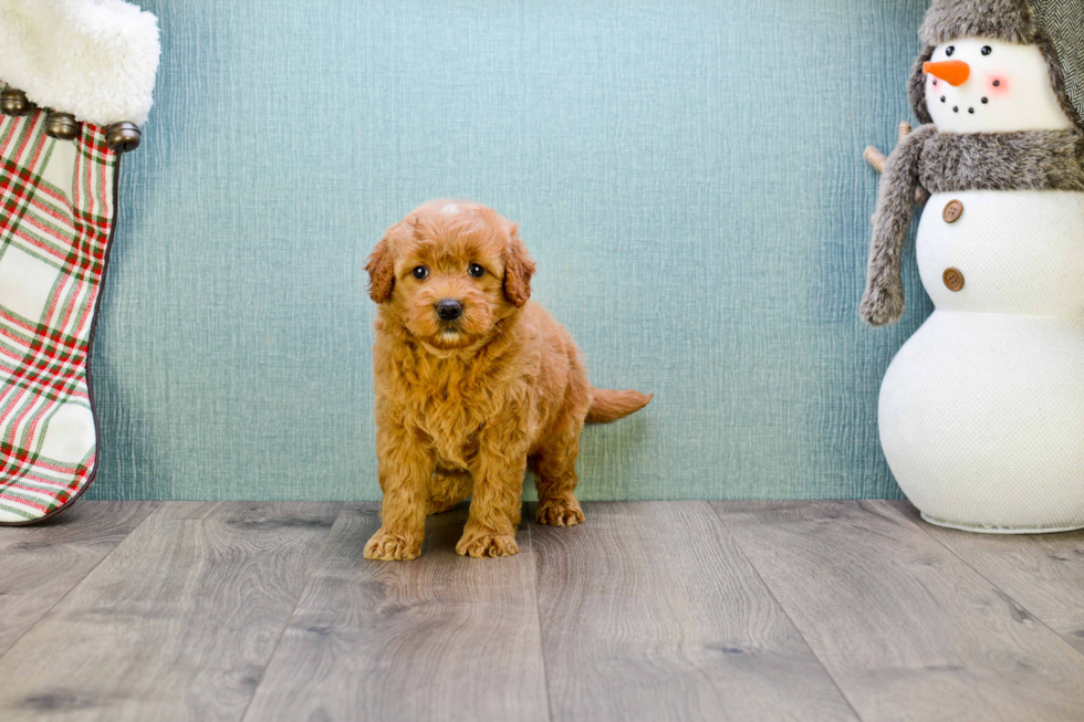 Small Mini Goldendoodle Baby