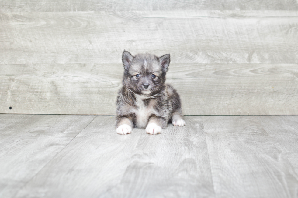 Pomsky Pup Being Cute