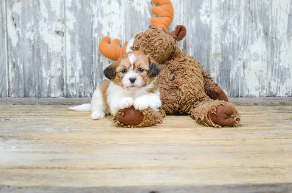 Teddy Bear Pup Being Cute