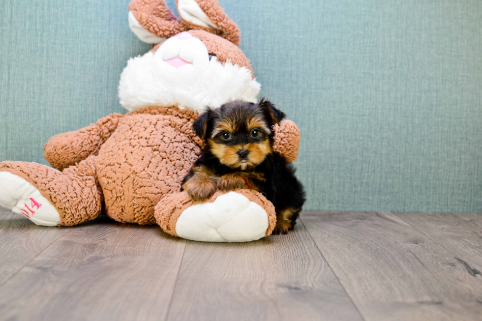 Meet Twinkle - our Yorkshire Terrier Puppy Photo 