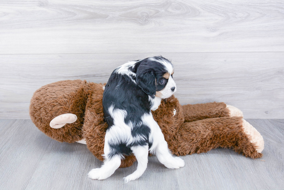 Hypoallergenic Cavalier King Charles Spaniel Baby