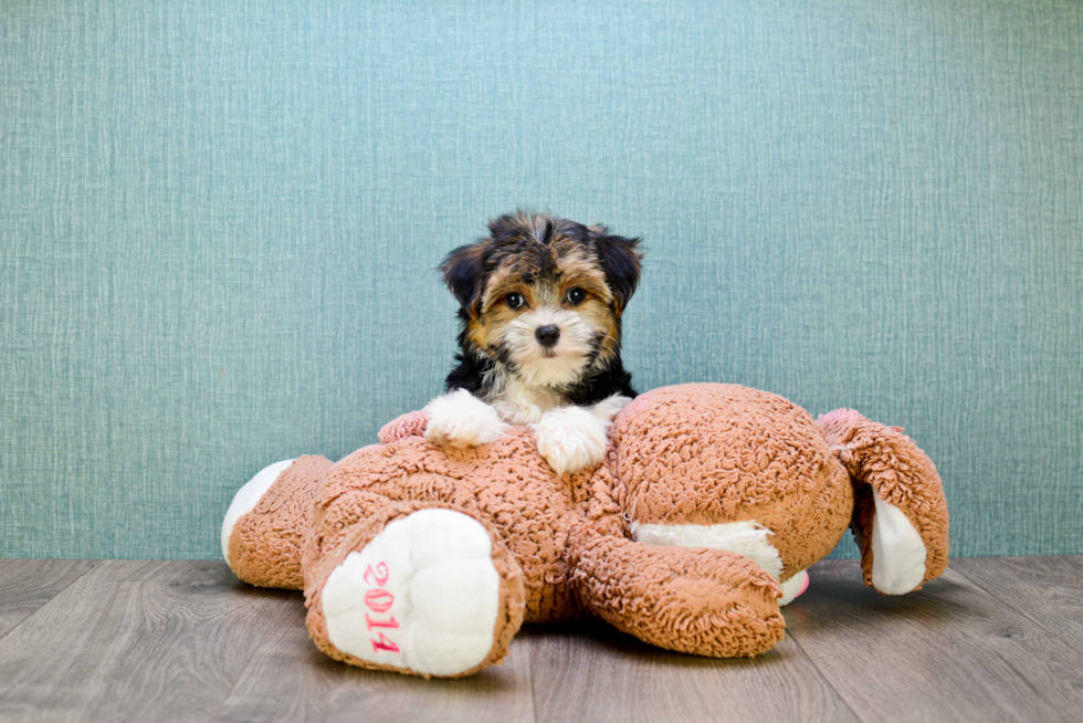 Happy Morkie Baby