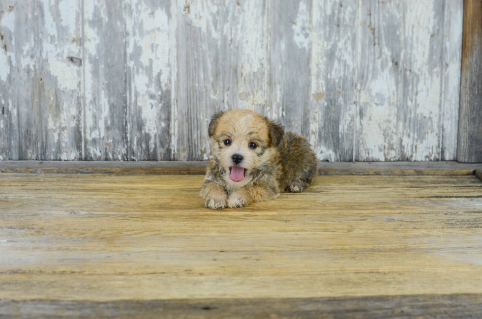 Morkie Pup Being Cute