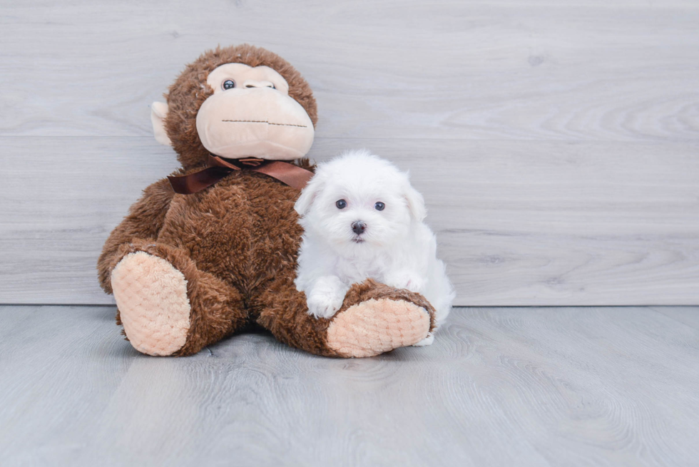 Little Maltese Baby