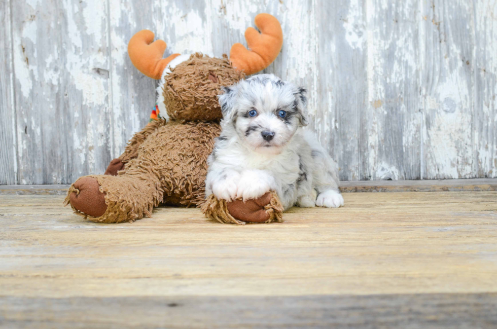 Funny Mini Aussiedoodle Poodle Mix Pup