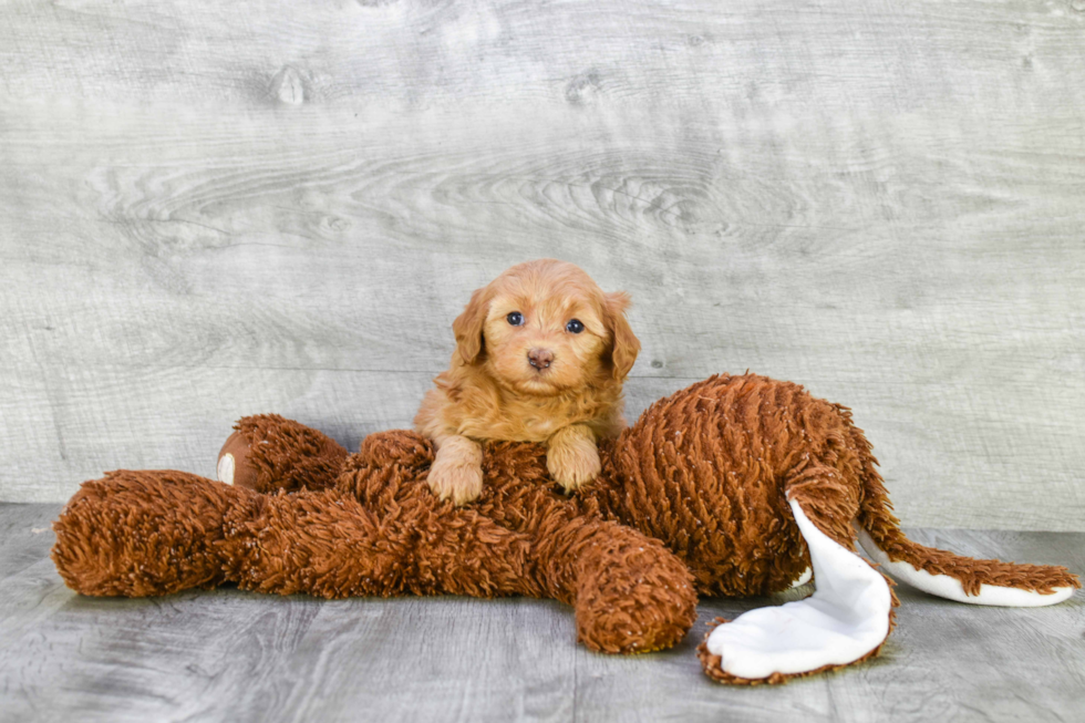 Small Mini Goldendoodle Baby