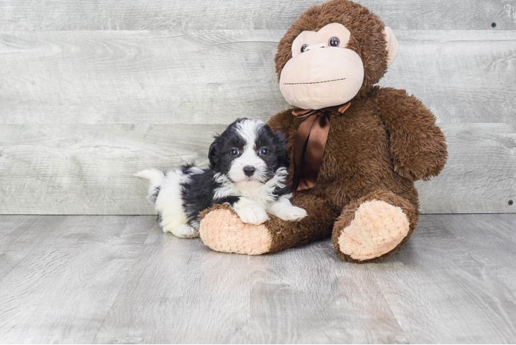 Small Havanese Purebred Pup