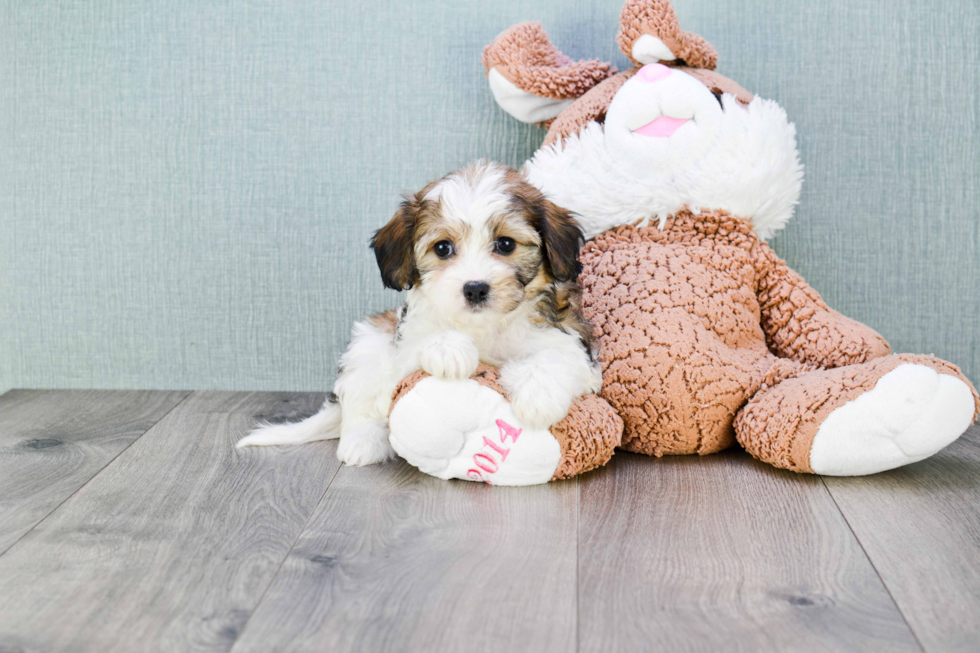 Friendly Cavachon Baby