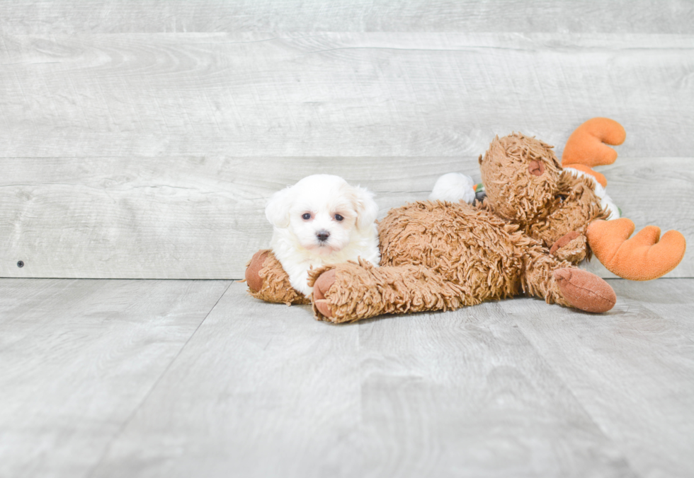 Friendly Maltipoo Baby