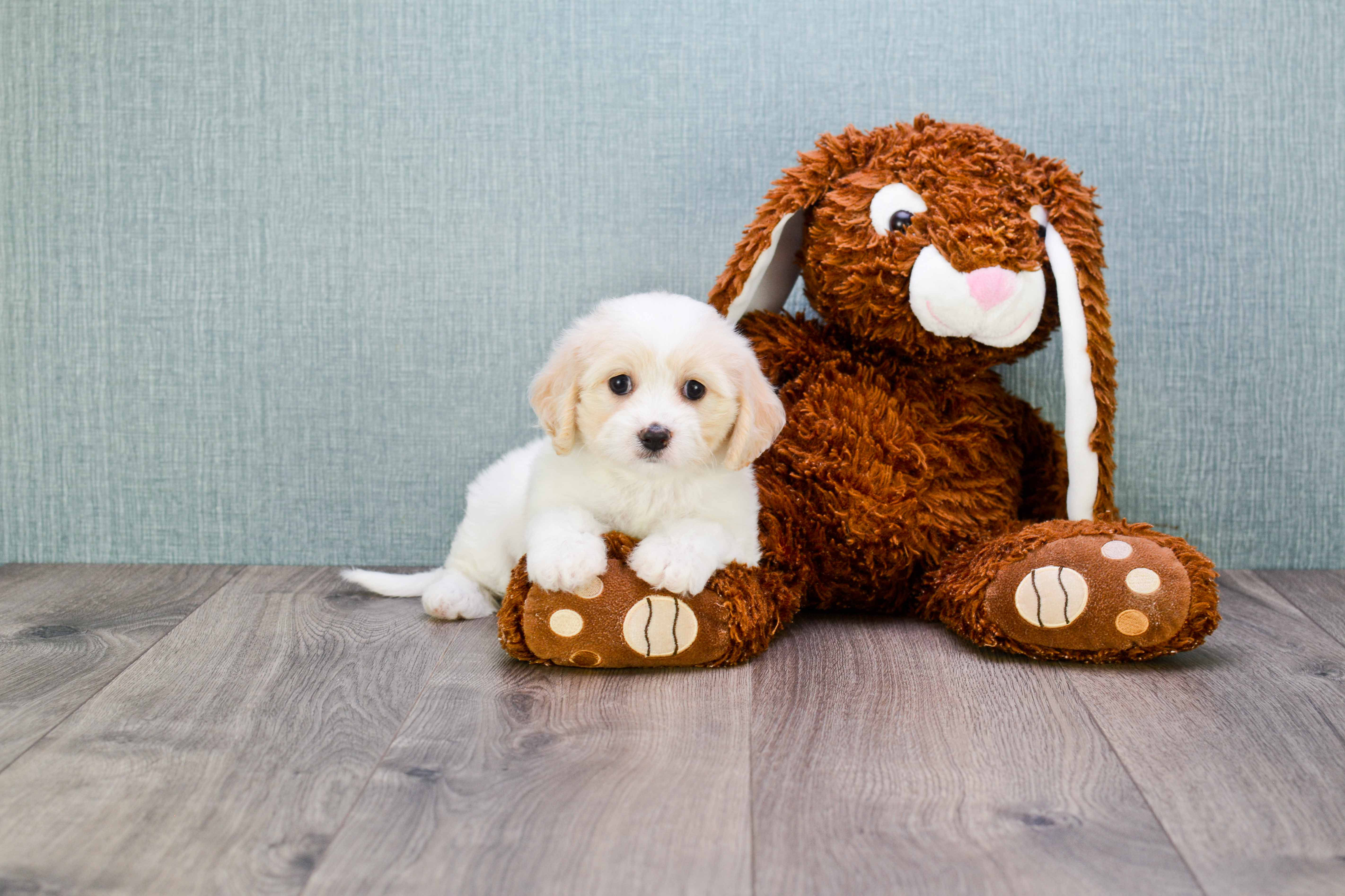 Fluffy Cavachon Designer Pup