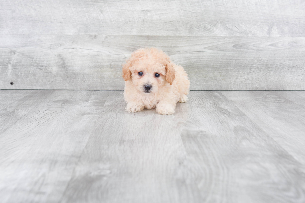 Best Maltipoo Baby