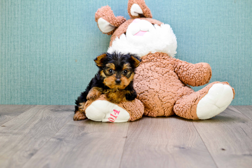 Meet Rascal - our Yorkshire Terrier Puppy Photo 